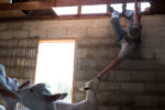 10/22/15 – Bagdad, KY – Andrew hangs from the barn rafters playing with a goat at the Keach family farm in Bagdad, Ky. on Thursday, Oct. 22, 2015. Amy, who's husband's military career leaves her without him for most of the year, started showing goats and selling their kids several years ago.