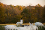 10/22/15 – Bagdad, KY – Andrew plays with Blue at the Keach family farm in Bagdad, Ky. on Thursday, Oct. 22, 2015. Amy, who's husband's military career leaves her without him for most of the year, started showing goats and selling their kids several years ago.