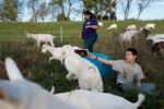 10/23/15 – Bagdad, KY – Amy and Andrew play with their goats at the Keach family farm in Bagdad, Ky. on Friday, Oct. 23, 2015. Amy, who's husband's military career leaves her without him for most of the year, started showing goats and selling their kids several years ago.