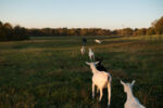 10/21/15 – Bagdad, KY – Andrew runs out into the field, trailed by Blue, his dog, and his family's goats at his family's farm in Bagdad, Ky. on Wednesday, Oct. 21, 2015. Amy, who's husband's military career leaves her without him for most of the year, started showing goats and selling their kids several years ago.