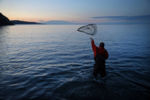 Craig Purchase, associate professor of biology at Memorial University of Newfoundland, uses a net to gather capelin for his research at Middle Cove Beach in Newfoundland. The silver fish spawning on the shore is the primary food source for cod.
New EnglandÕs embattled fishermen want to believe it is a sign: To the north, in the waters off Newfoundland, the cod are coming back at last, bringing with them, perhaps, a way of life.