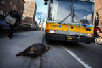 The so-called Harvard Turkey steps off the curb at a bus stop on Mt Auburn St. in Cambridge , MA. In an urban hub filled with no shortage of odd sights and characters, the turkey has perhaps established itself as the strangest.
Since the large, black-feathered bird began stalking the bustling streets of Harvard Square at a difficult-to-pinpoint date, its presence has captured the imagination of the quirky commercial district.