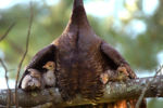 Four wild turkey chicks are perched on a branch of a pine tree under the guard of their mother's wings in a Pembroke backyard.