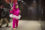 Feb. 14, 2017 – Galbraith reviews the information he has written on the card he’ll give to his next delivery. He sports an alternate, more elaborate pink gorilla costume because a separate, more expensive, contractor arranged the delivery.