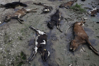 Arecibo, Puerto Rico -- 10/01/2017 - When the river surged it drowned many of the cattle and calves at the Ortiz Rodriguez Dairy Farm in Arecibo. With at least 180 cattle and another 100 calves dead, Alfredo Crespo, a friend of the owner, wondered if the farm would ever recover. “But this isn’t just bad for him,” he said. “The entire island relies on agriculture, and without this, there will be big problems.”
