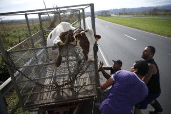 Arecibo, Puerto Rico -- 10/01/2017 - Jose Antonio Lopez’s dairy farm lost roughly 300 cattle in the storm. With many of his fences swept away, he had hired these wranglers to find the survivors that had escaped. Many of the cattle who remained were sick. Their grazing fields were now covered in mud and debris. Much of their alternate food supply had been destroyed and would likely have to be imported. The hurricane had cost his business some $6 million, Lopez estimated. “We need help,” he said. “We need it from the federal government.”
