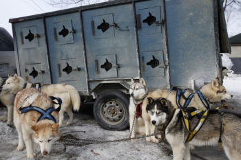 Fort Kent, ME -- 3/4/2017 - A dog sled team belonging to Gilles Harnois of St-Alexis des Monts, Quebec wait patiently for the start of the 2017 Can-Am Crown 209 mile Race.