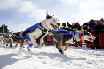 Fort Kent, ME -- 3/4/2017 - Dogs on Ashley Patterson's team take off from the start of the 2017 Can-Am Crown 209 mile Race. Spectators catch a glimpse of racers at the start, cheering the teams as they run through downtown Fort Kent before disappearing into the woods. The teams wonÕt reemerge for hours, miles away at Portage Lake, the first checkpoint, where theyÕll stop to feed their dogs, bed them down on hay, and wrap them in blankets for a rest.