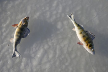Fort Kent, ME -- 3/5/2017 - With temperatures hovering around 0 degrees bait fish left outside of a bob house are frozen to the surface of the ice near where mushers in the 2017 Can-Am Crown 209 mile Race will cross.