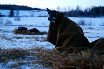 Portage Lake, ME -- 3/5/2017 - Around dawn a dog sits up still covered by a wool blanket at the Lake Portage checkpoint of the 2017 Can-Am Crown 209 mile Race. Teams are required to rest for a predetermined amount of time at each checkpoint which means that sleep takes place in spurts and many legs are run in the dead of night with only a headlamp to illuminate the narrow trail.