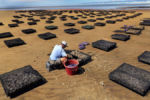 Oysterman Paul Werzanski owns Paine's Creek Oyster Company. He sorts out various size oysters that are ready for market from one of his dozens ofoyster cages on the Brewster Flats at low tide in Orleans. He seen the flats sand level rise about four feet in the last 10 years since he's been farming there, which he attributes to climate change.