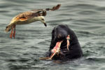 Thousands of seals have migrated to the warm waters of Chatham Harbor because the shifting sandbars have formed a barrier to the open ocean. More seals have meant more sharks which feed on them and have threatened swimmers and surfers on area beaches. A large seal holds a fish scrap as it chews on it at the Chatham Fish Pier.